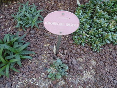 Adromischus trigynus