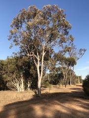 Eucalyptus wandoo