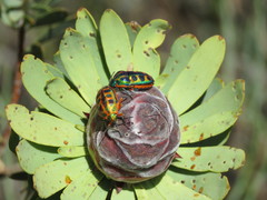 Calidea dregii