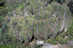 Euphorbia horrida