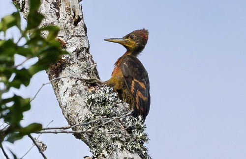 Orange-backed Woodpecker (Chrysocolaptes validus), photo 8