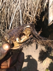 Thryonomys swinderianus