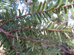 Tsuga sieboldii