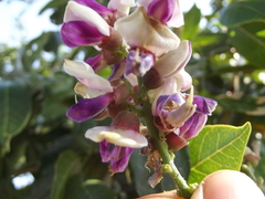 Lonchocarpus