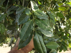 Lonchocarpus