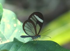 Pteronymia cotytto cotytto