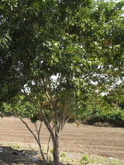 Lonchocarpus