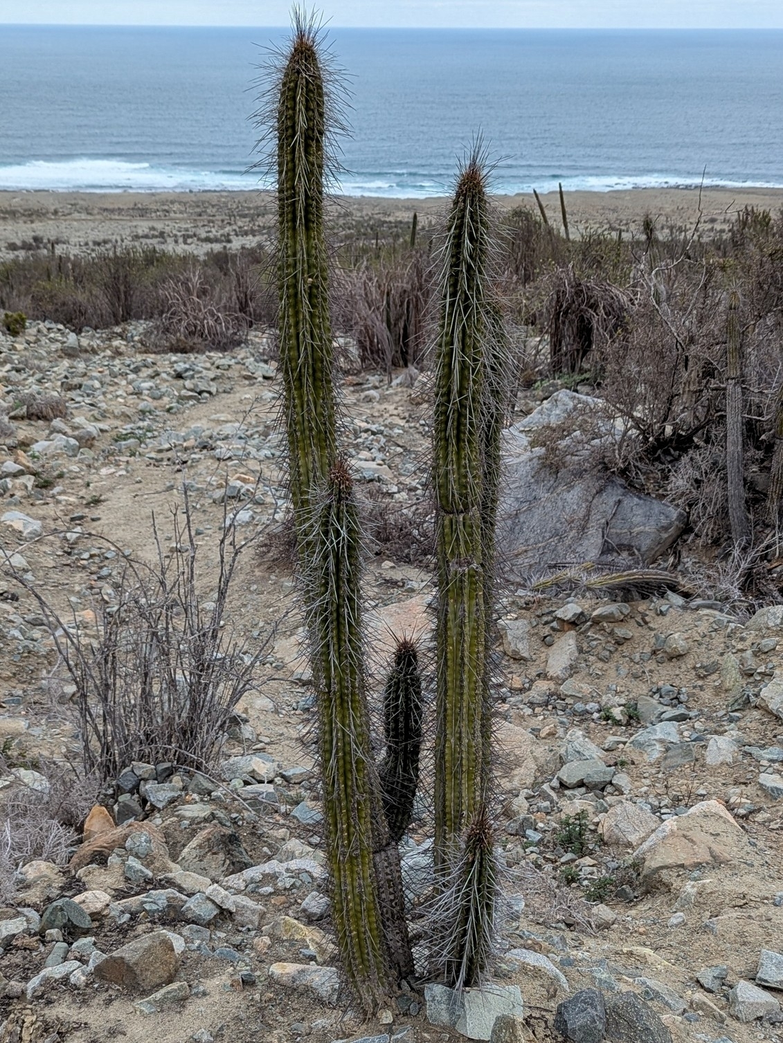 Eulychnia taltalensis