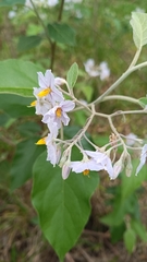 Solanum paniculatum, photograph (c) Bruno Henrique Aranda, some rights reserved (CC BY)