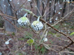 Edgeworthia chrysantha