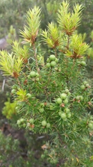 Leptecophylla pogonocalyx pogonocalyx