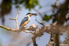 Todiramphus sanctus macmillani