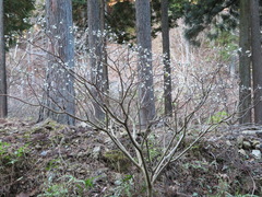 Edgeworthia chrysantha