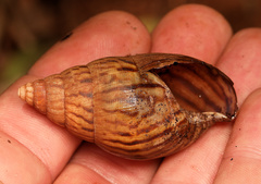 Cochlitoma granulata