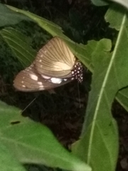 Hypolimnas anthedon anthedon