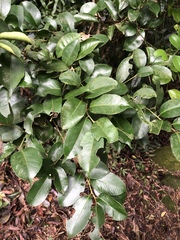 Ilex ficoidea