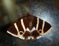 Grammodes ocellata