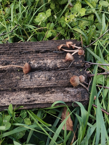 Collybiopsis subpruinosa