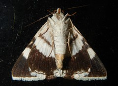 Grammodes ocellata