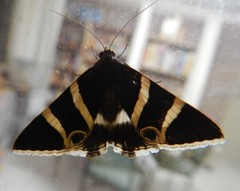 Grammodes ocellata