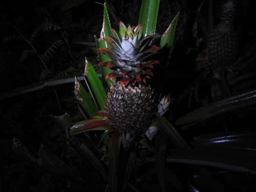 Ananas comosus