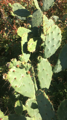 Opuntia elatior
