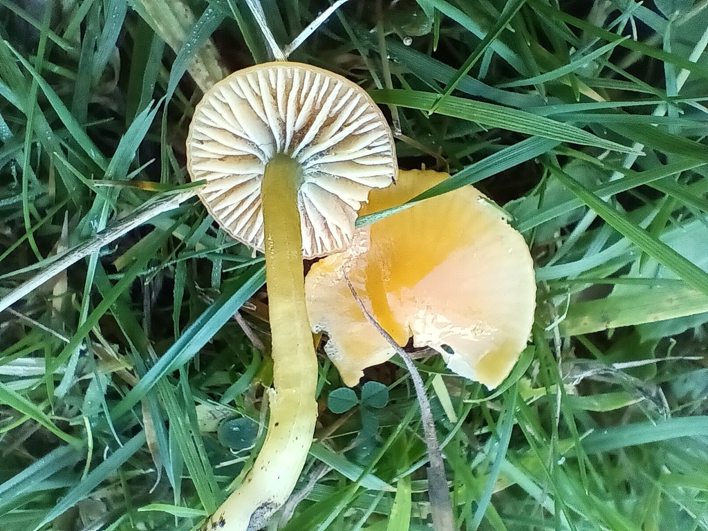 Gliophorus psittacinus · November 2025 · photo: © considerthelilies (iNaturalist, cc-by)