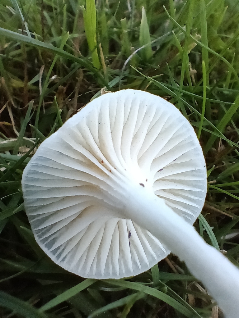 Cuphophyllus virgineus · November 2025 · photo: © considerthelilies (iNaturalist, cc-by)