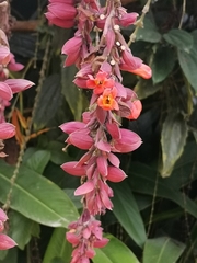 Thunbergia coccinea