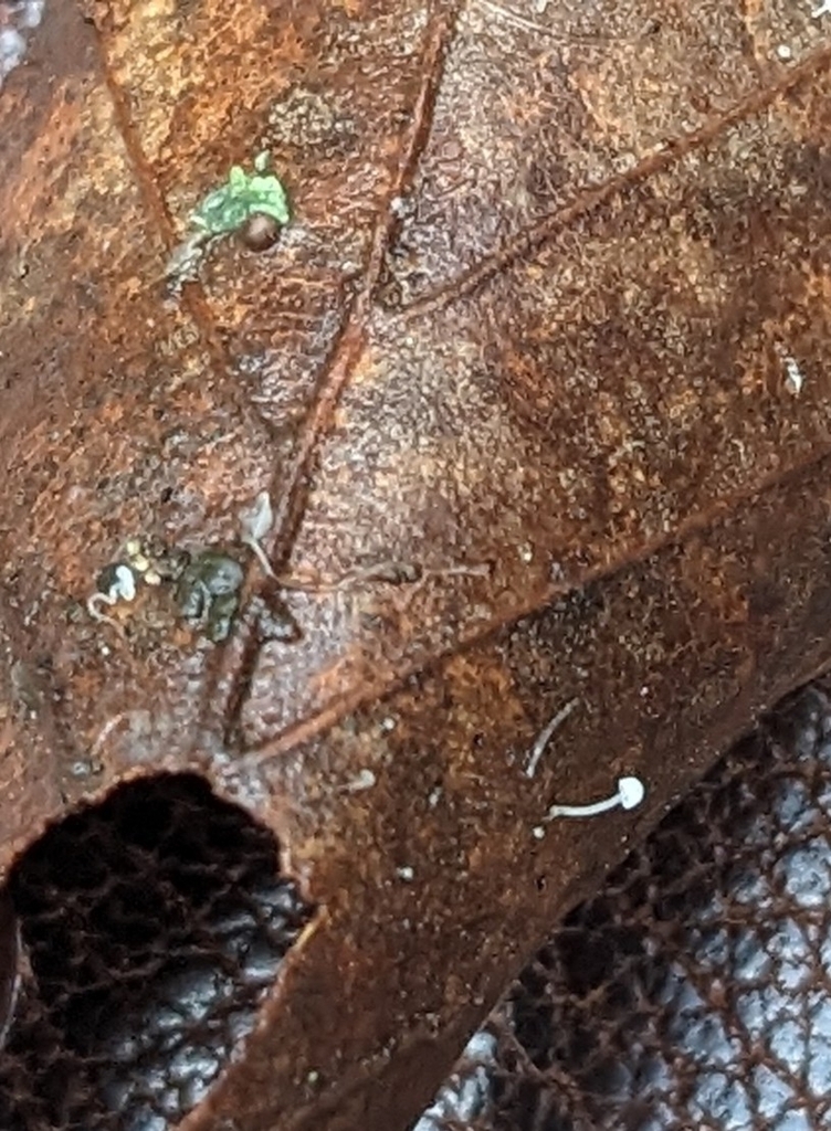 Mycena capillaris · November 2025 · photo: © gill_ryenats (iNaturalist, cc-by)