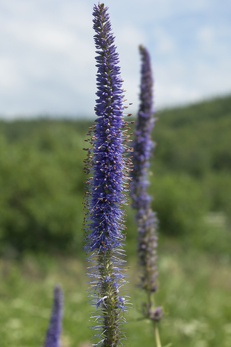 Veronicastrum borissovae iNat (1)