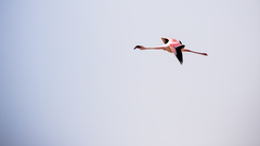 Phoenicopterus roseus