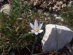 Colchicum hungaricum