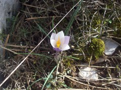 Crocus weldenii
