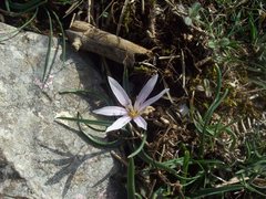 Colchicum hungaricum