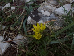 Gagea pusilla