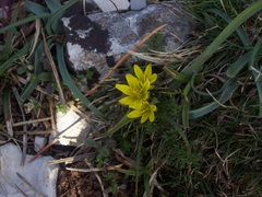 Gagea pusilla