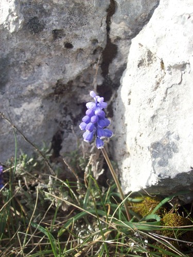 modrica širokolistá (Muscari botryoides)