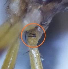 Nemopoda nitidula