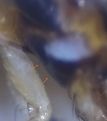 Nemopoda nitidula