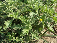 Grangea maderaspatana