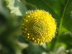 Grangea maderaspatana