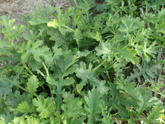 Grangea maderaspatana