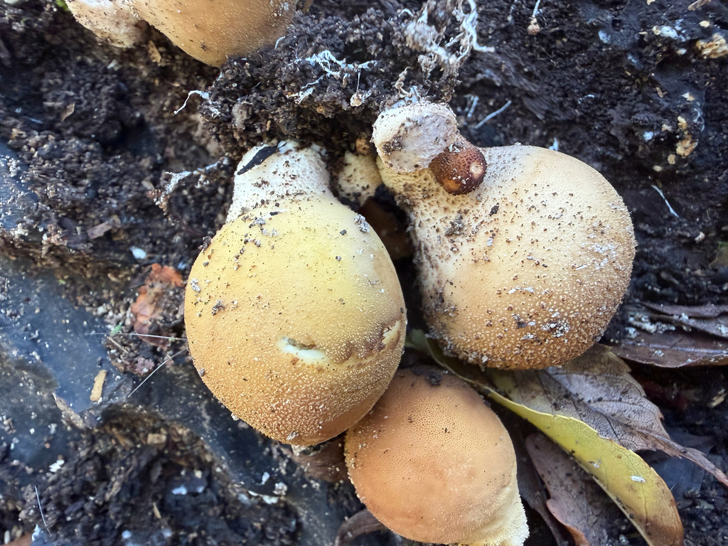 Apioperdon pyriforme · November 2025 · photo: © hh525 (iNaturalist, cc-by)