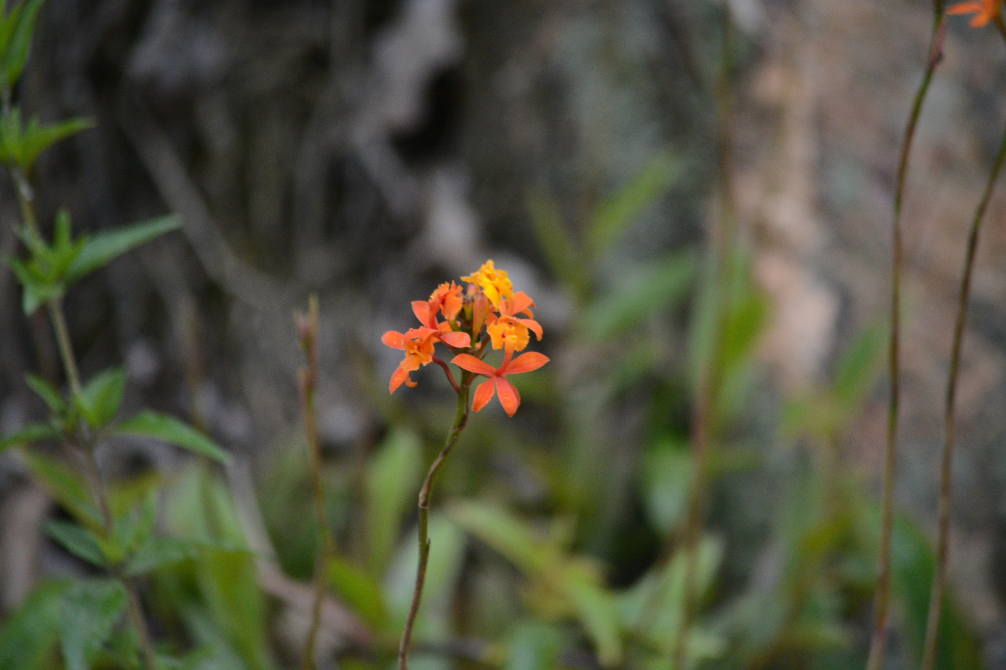 Epidendrum fulgens