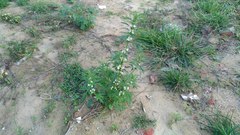 Leonurus sibiricus albiflorus