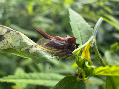 Ribbon plant (Oxyrhachis)