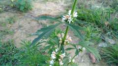 Leonurus sibiricus albiflorus