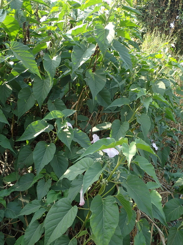 Ipomoea carnea