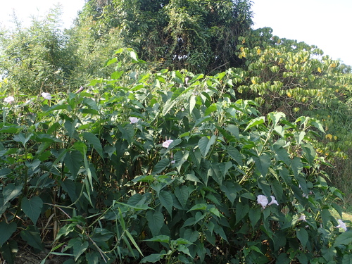 Ipomoea carnea